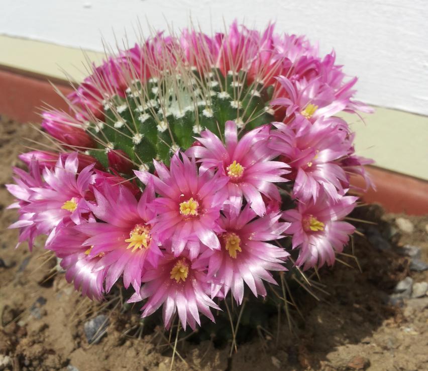 mammillaria spinosissima
