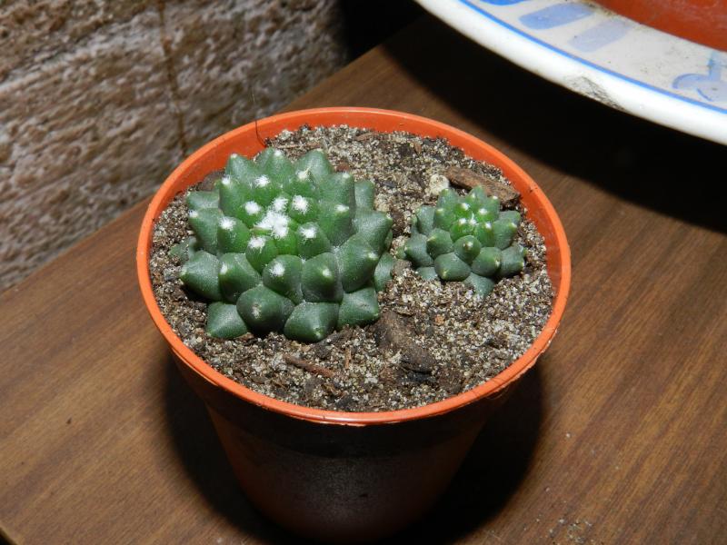 Mammillaria toluca