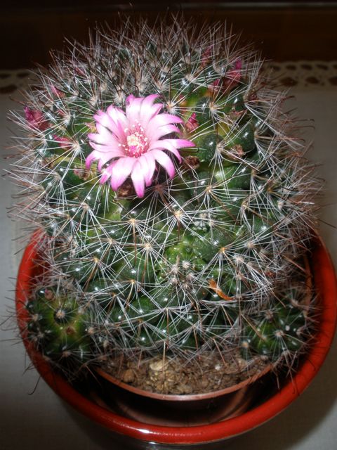 Mammillaria Zeilmaniana