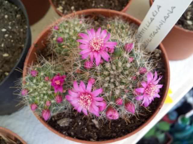 Mammillaria zeilmanniana