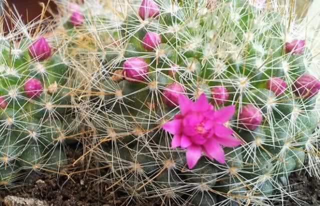 Mammillaria zeilmanniana