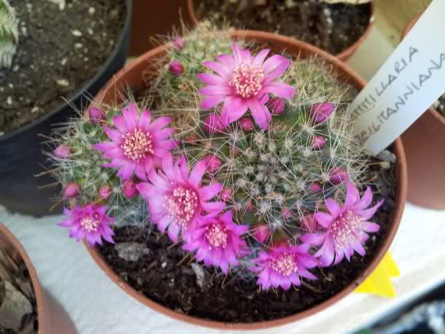 Mammillaria zeilmanniana
