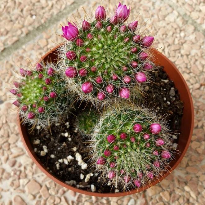 Mammillaria zeilmanniana