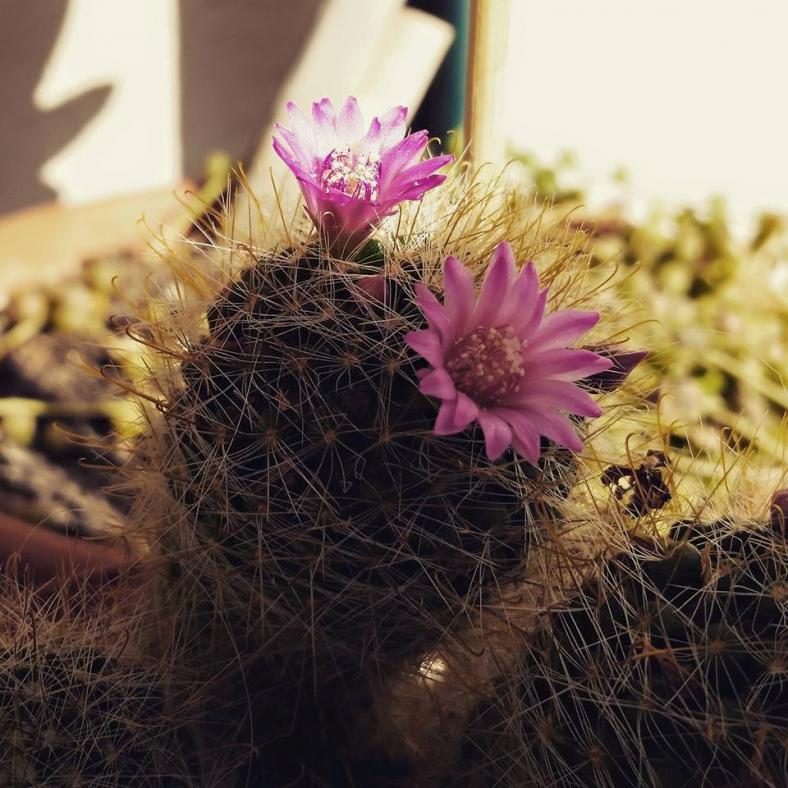 Mammillaria zeilmanniana