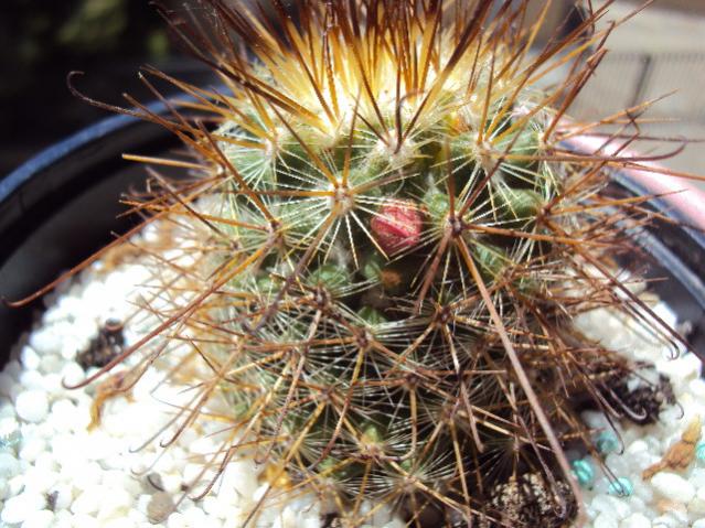 mammillaria