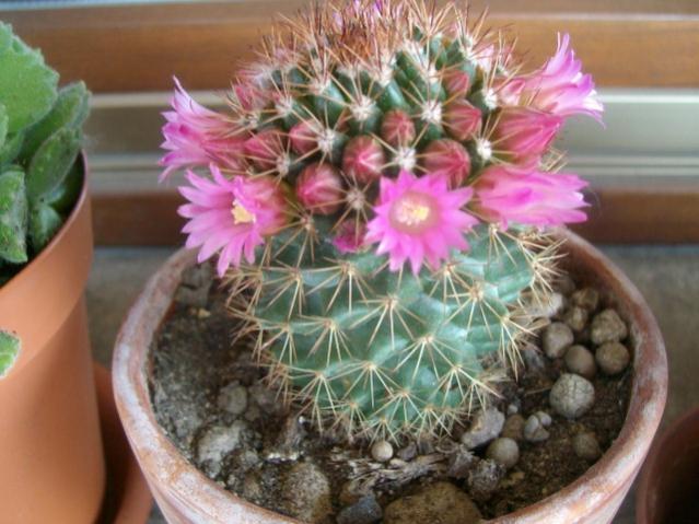 mammillaria