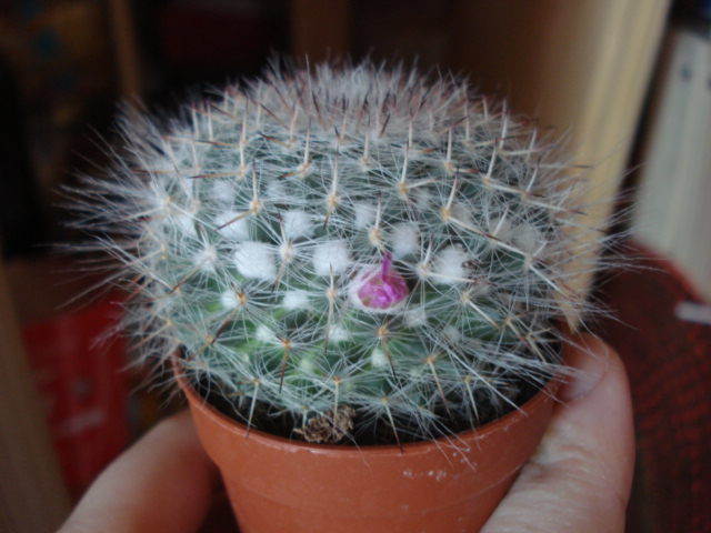 Mammillaria