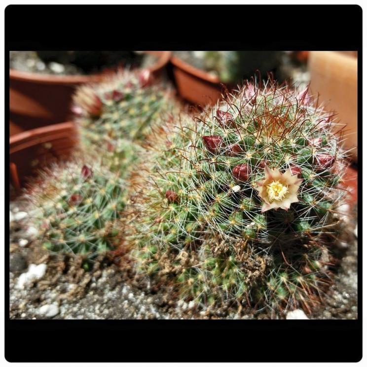 Mammillaria