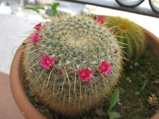 Mammillaria