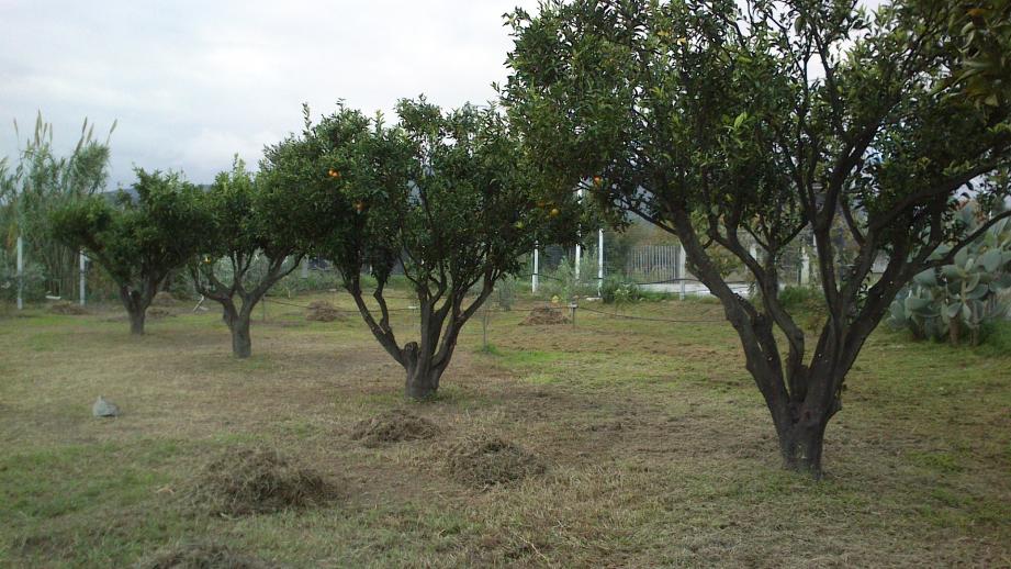 manadrini, mandaranc e ancora mucchi di gramignai