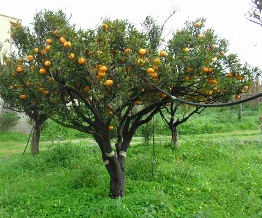 mandarino inverno 2010-2011
Nella totalità delle mie piante,nel mio giardino e orto,non si danno medicinali,solo rimedi naturali o ammessi in agricol