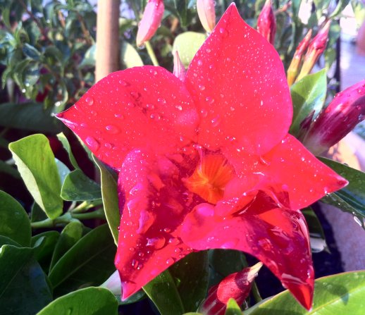 Mandevilla (Sundevilla)