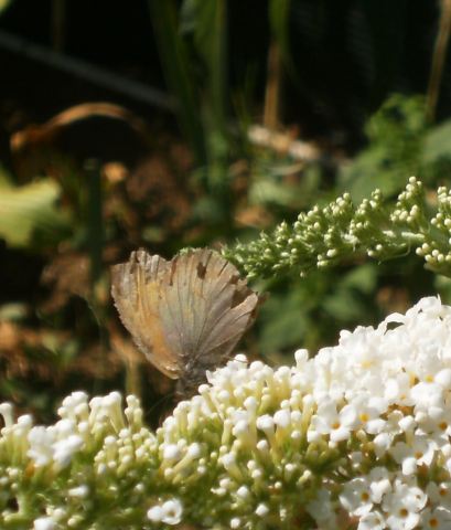 Maniola jurtina maschio (?)