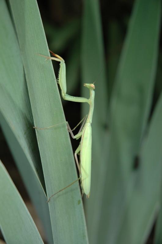 Mantide Religiosa