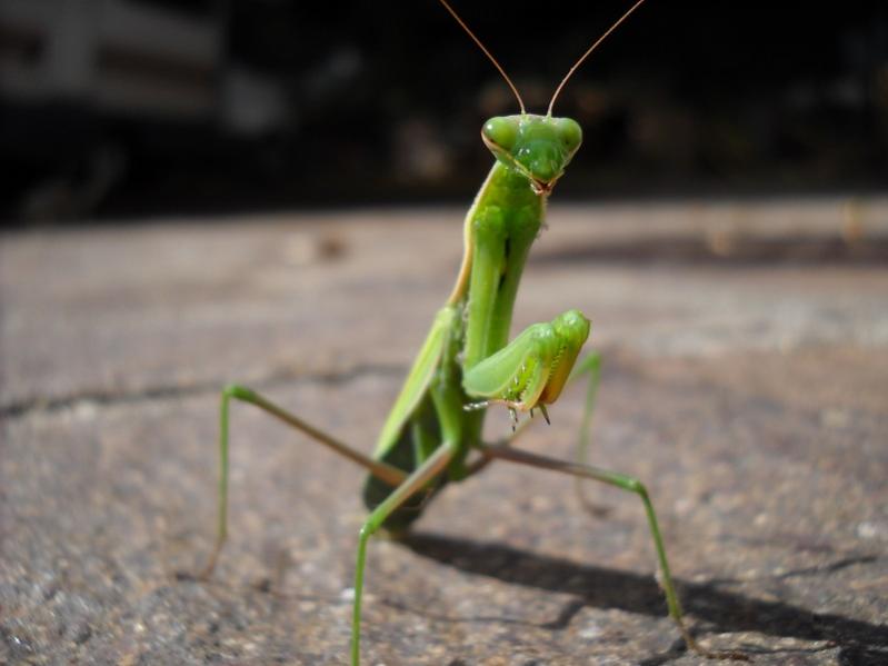 Mantide religiosa