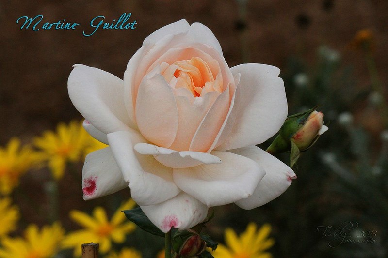 martine guillot 45704