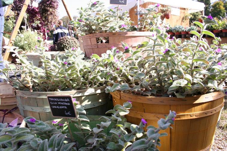 masino autunno2012 027