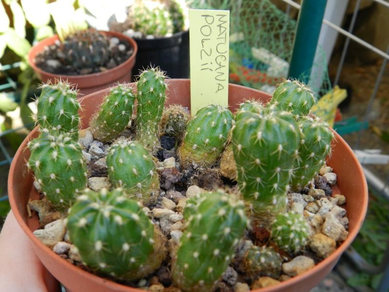 Matucana polzii