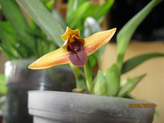 maxillaria cucullata particolare fiore