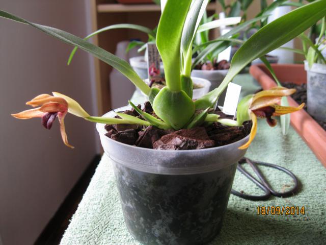 maxillaria cucullata