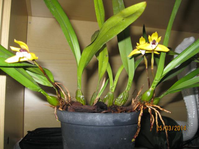 maxillaria porphyrosthele