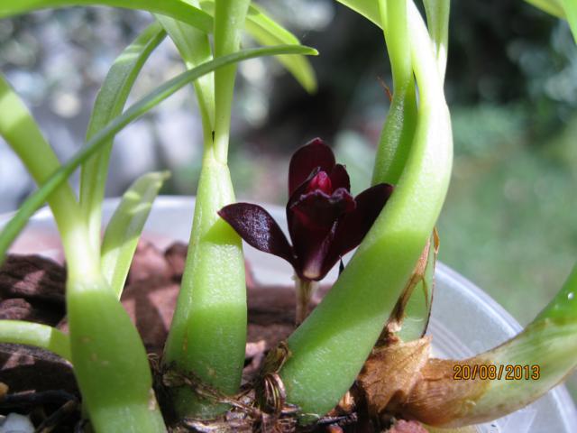 maxillaria schunkeana