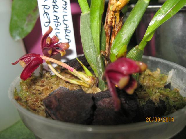 maxillaria variabilis red