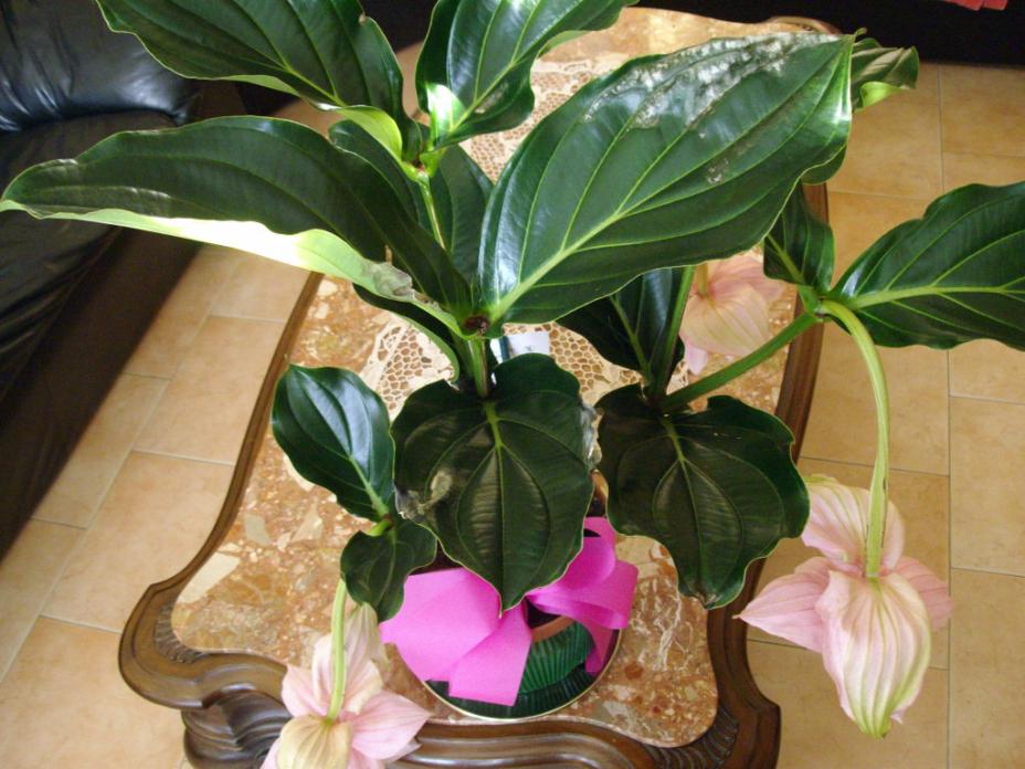 Medinilla Magnifica
18062010*01