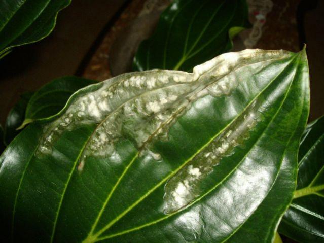 Medinilla Magnifica
(Foglie malate)
1806201003