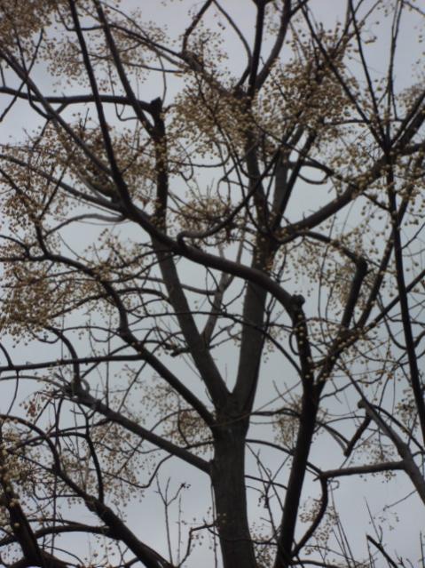 Melia Azedarach
Albero dei Rosarii