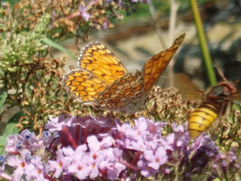 melitaea phoebe