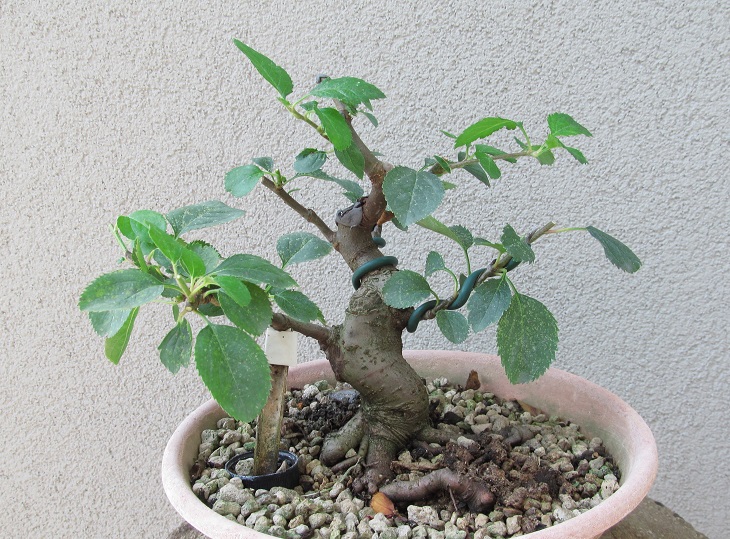 MELO SHOHIN H 2019-9