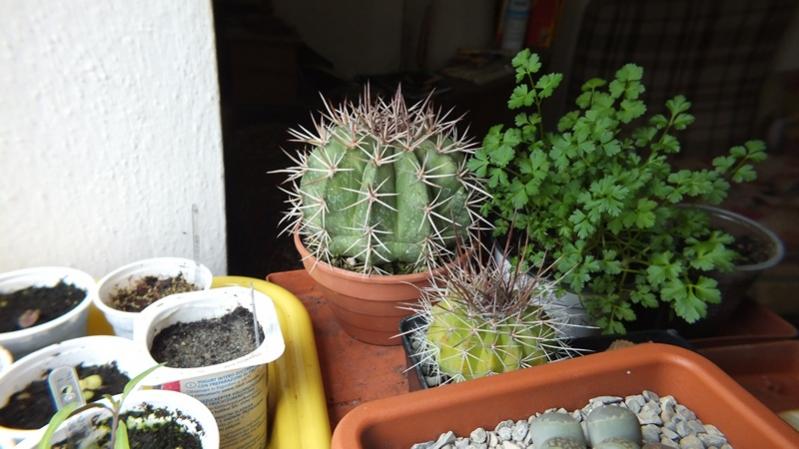 Melocactus Amazonicus + Melocactus Erythracanthus