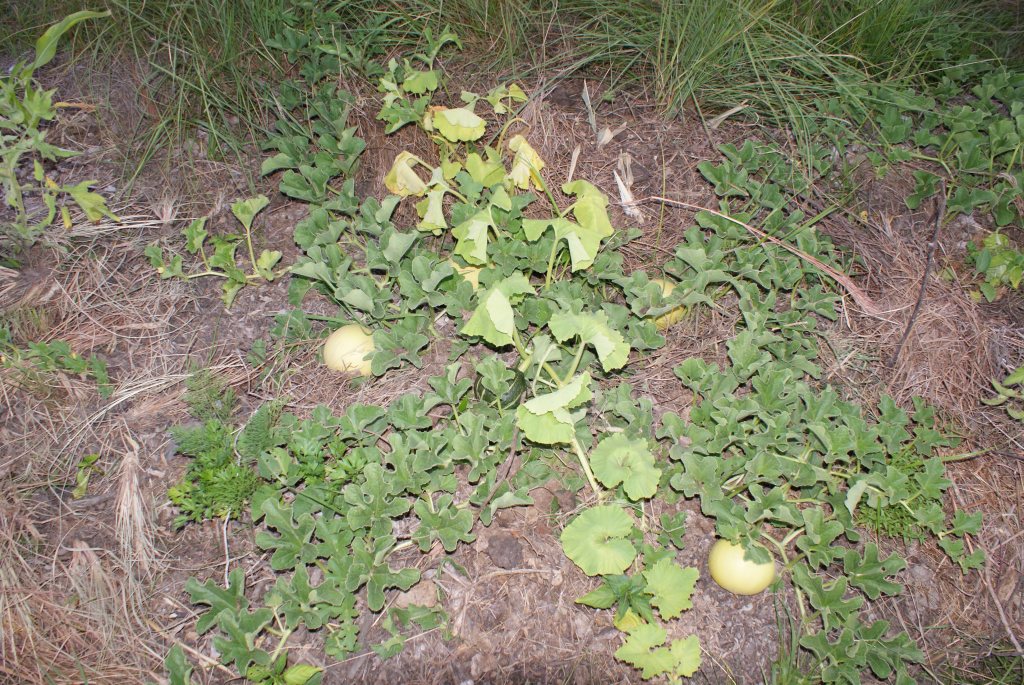 Melone In Misya Garden