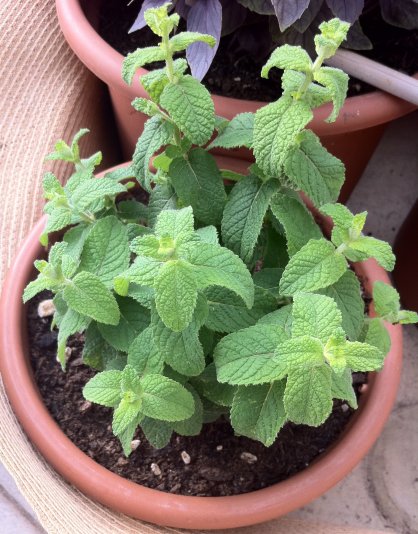 Menta alla fragola