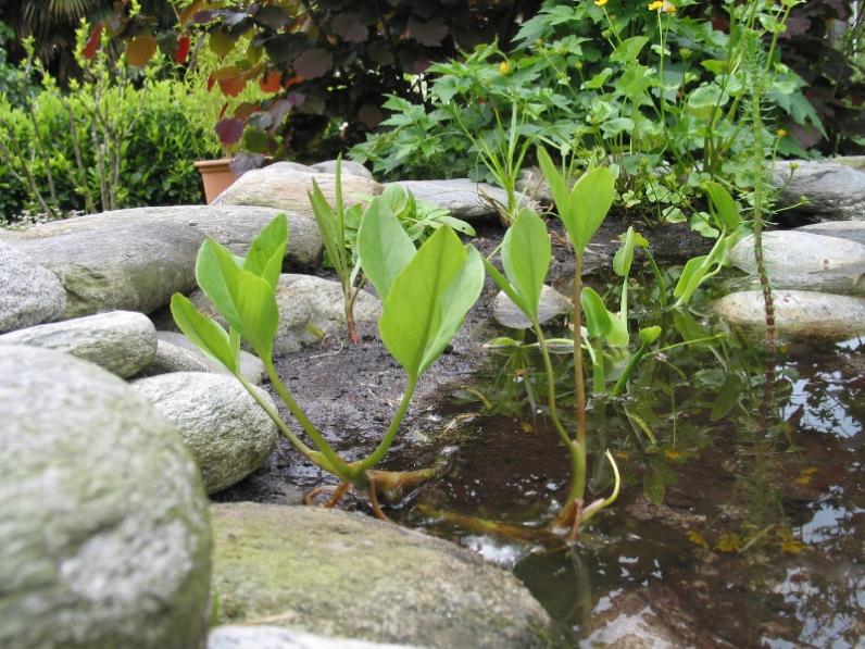 Menyantes trifoliata - Trifoglio d'acqua