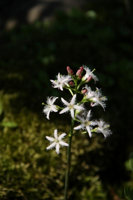 Menyantes trifoliata - Trifoglio d'acqua