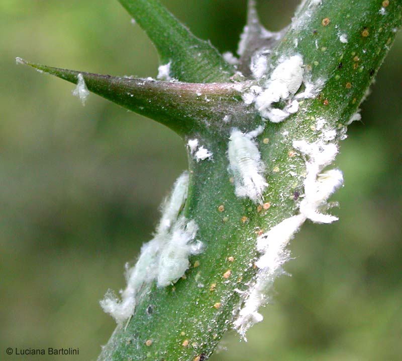 metcalfa pruinosa larve