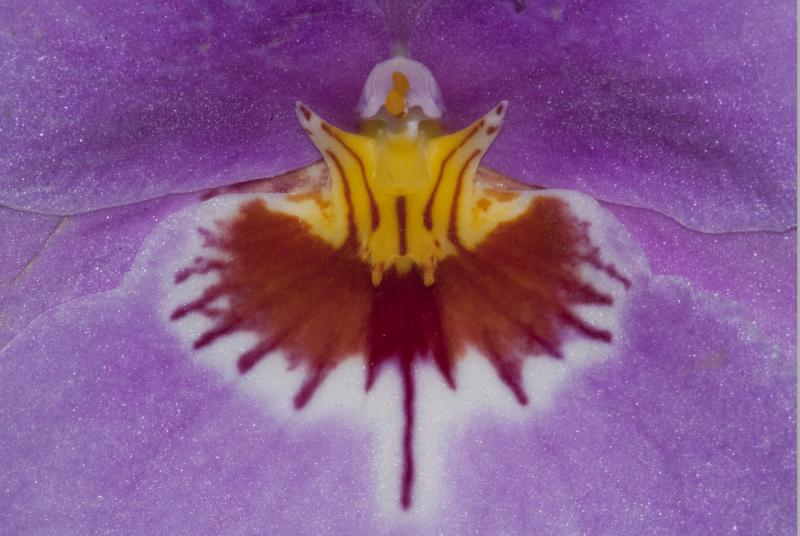 Miltonia - 02/2013 Macro