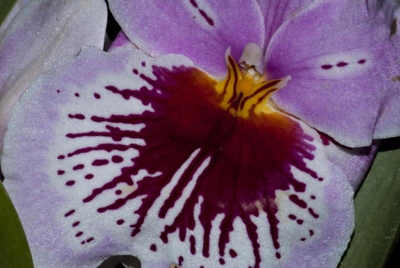 Miltoniopsis 

Nr 23