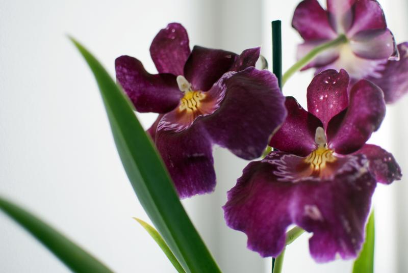 Miltoniopsis?! (o Miltonia) - Orchid nr16