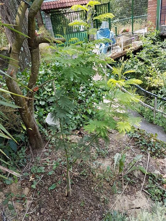 Mimosa Dall'alto