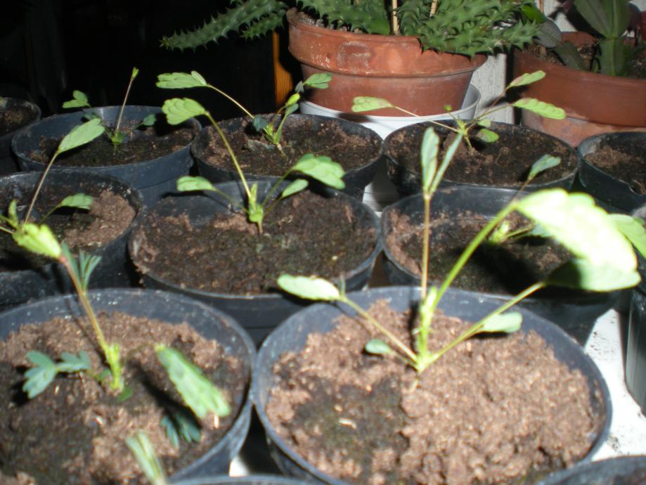 Mimosa pudica fase notturna