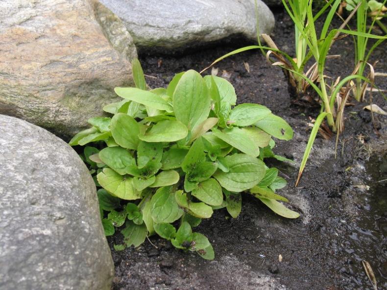 Mimulus luteus