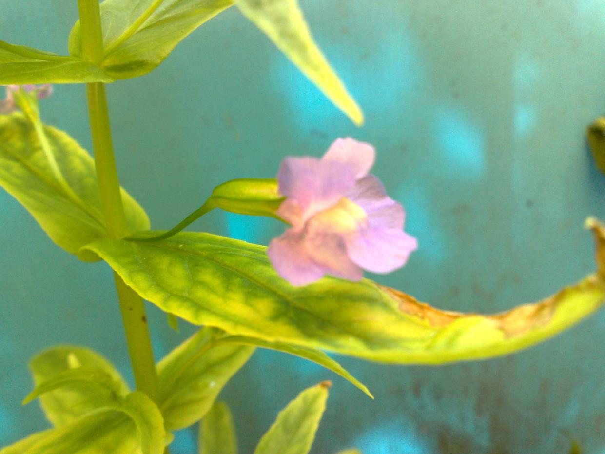 Mimulus Rigens