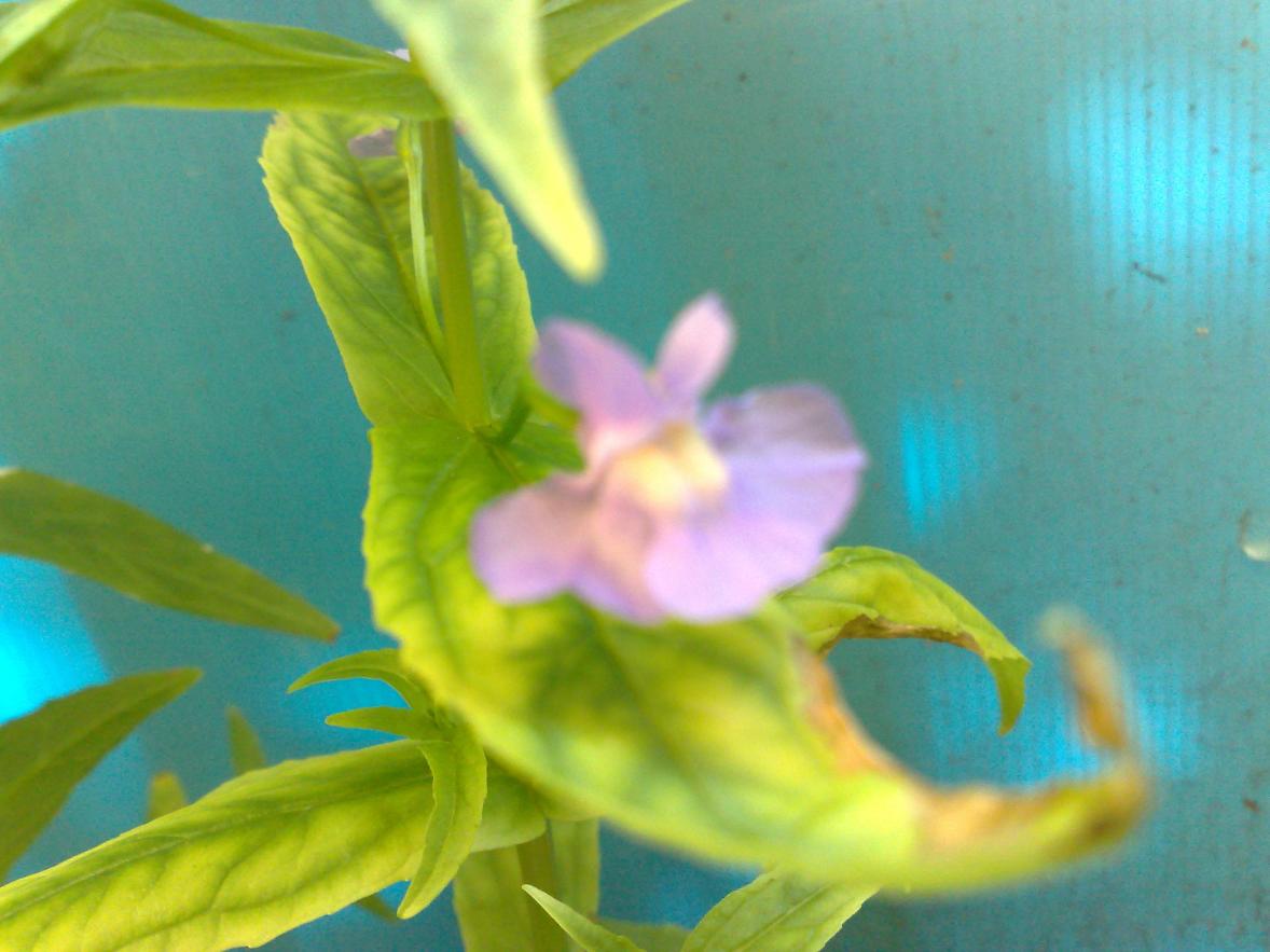 Mimulus Rigens