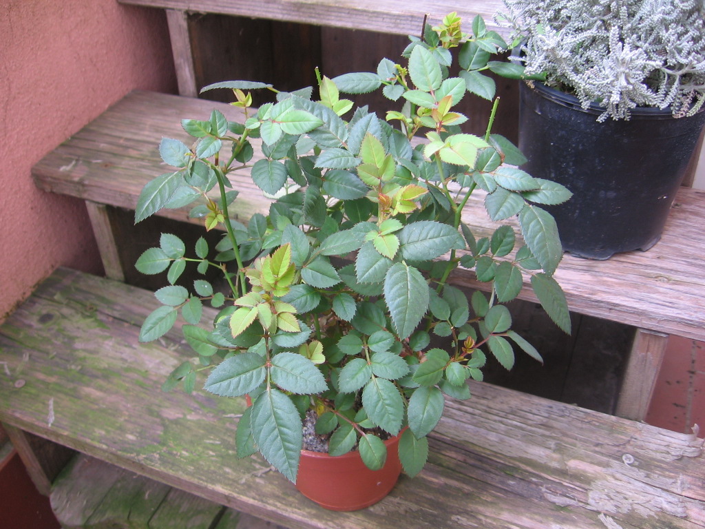 Minirosa Lidl 001