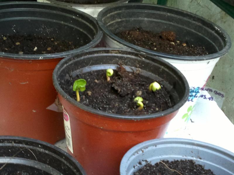 mirabilis jalapa 100520154175