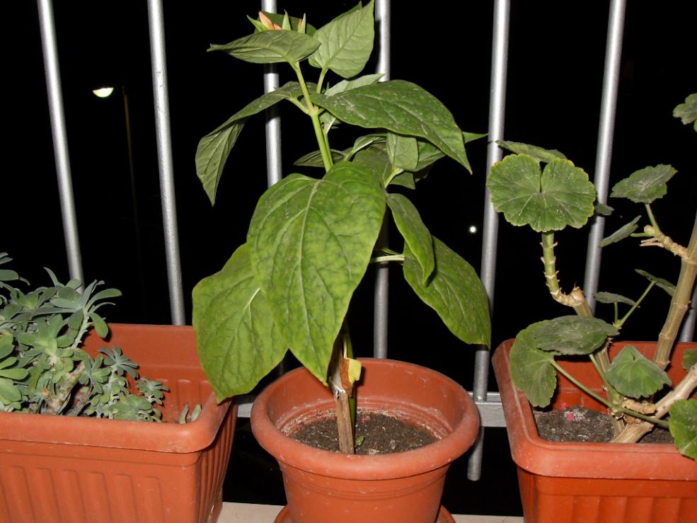 Mirabilis jalapa