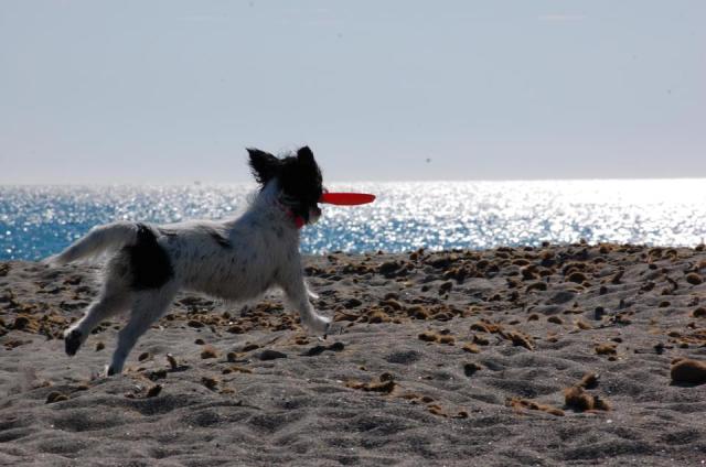 mirtilla e il frisbee!